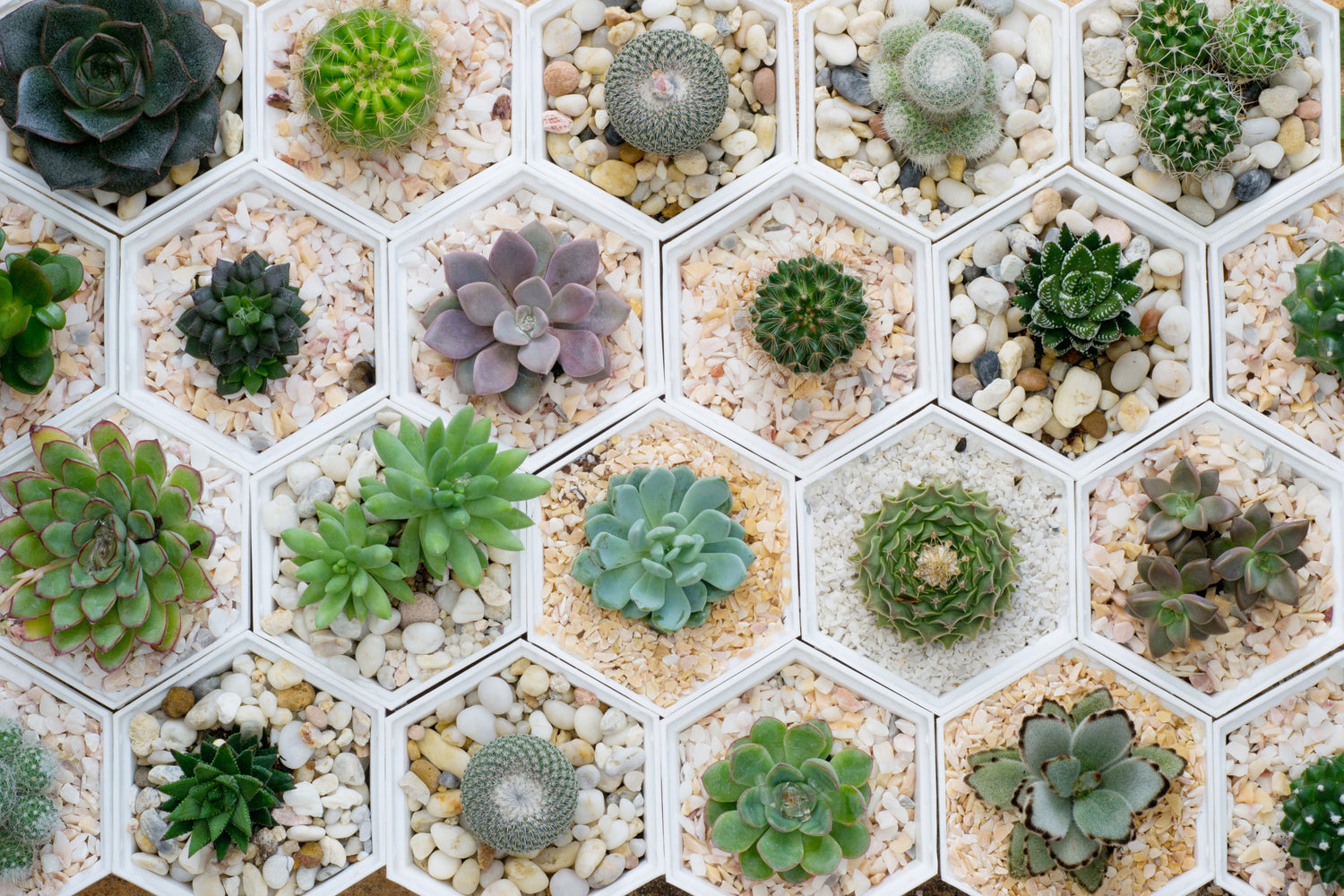 Teacups for Succulent Planters