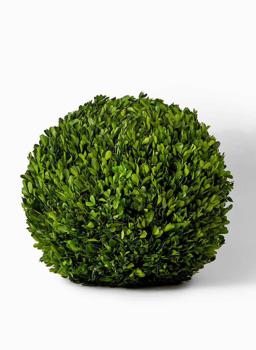 Preserved Boxwood