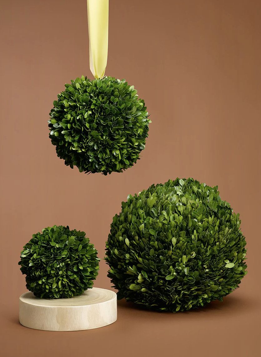 BOXWOOD