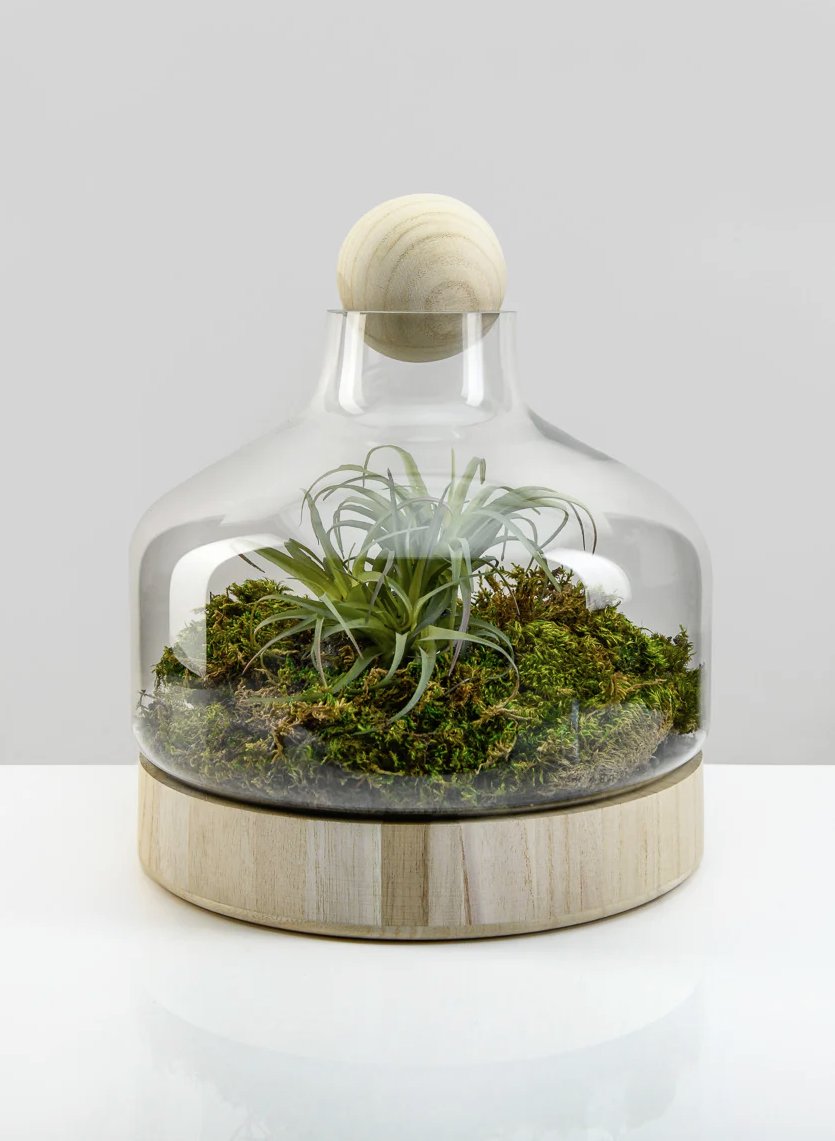 CLOCHES + TERRARIUMS