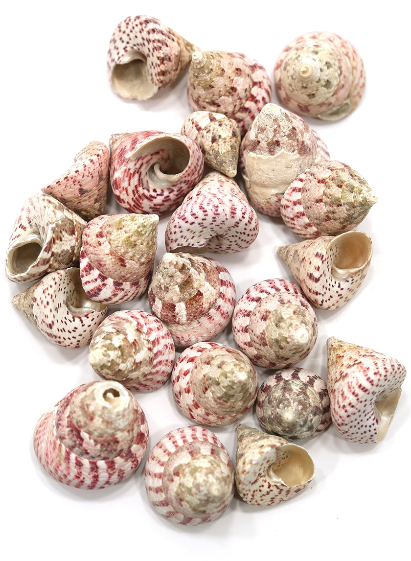 Sea Shells