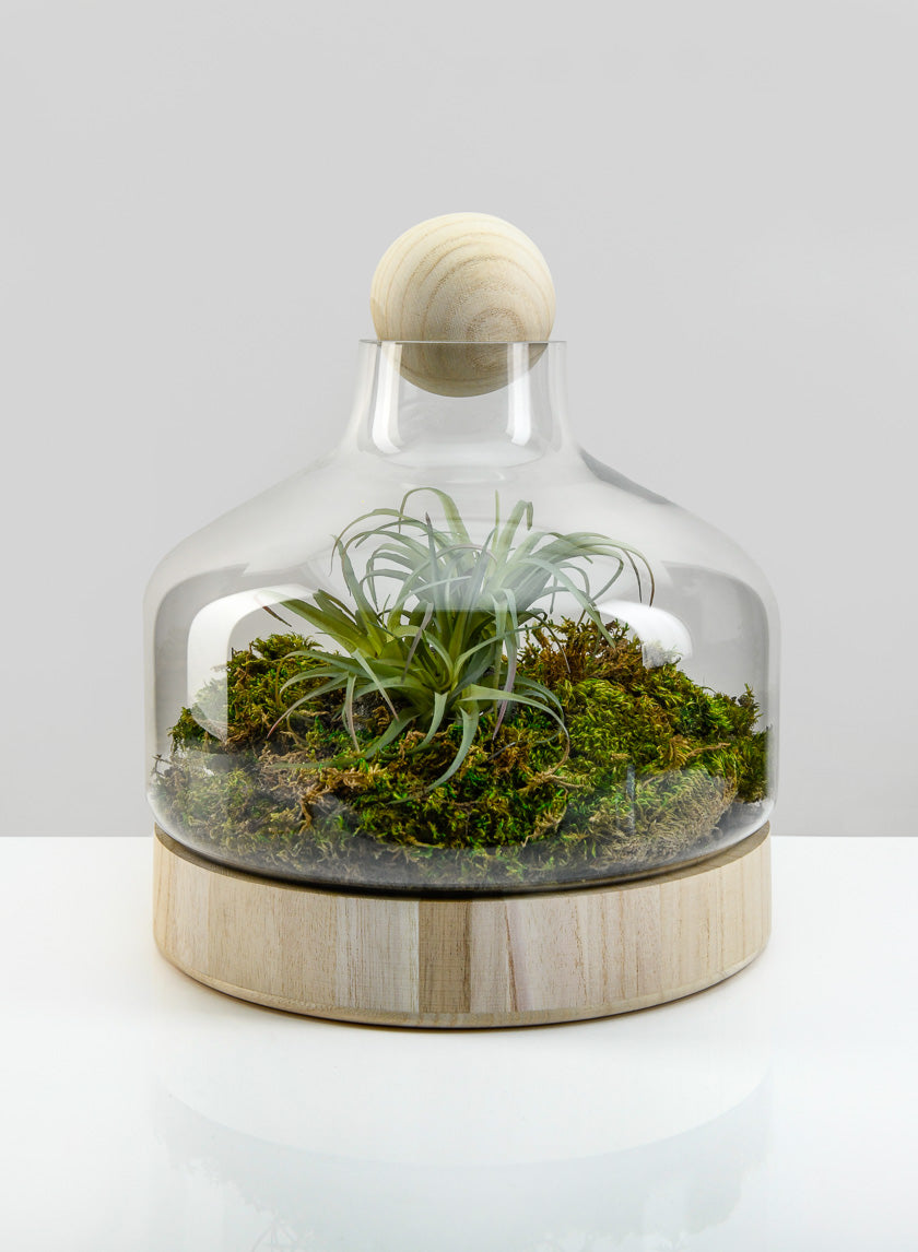 Small Copacabana Terrarium