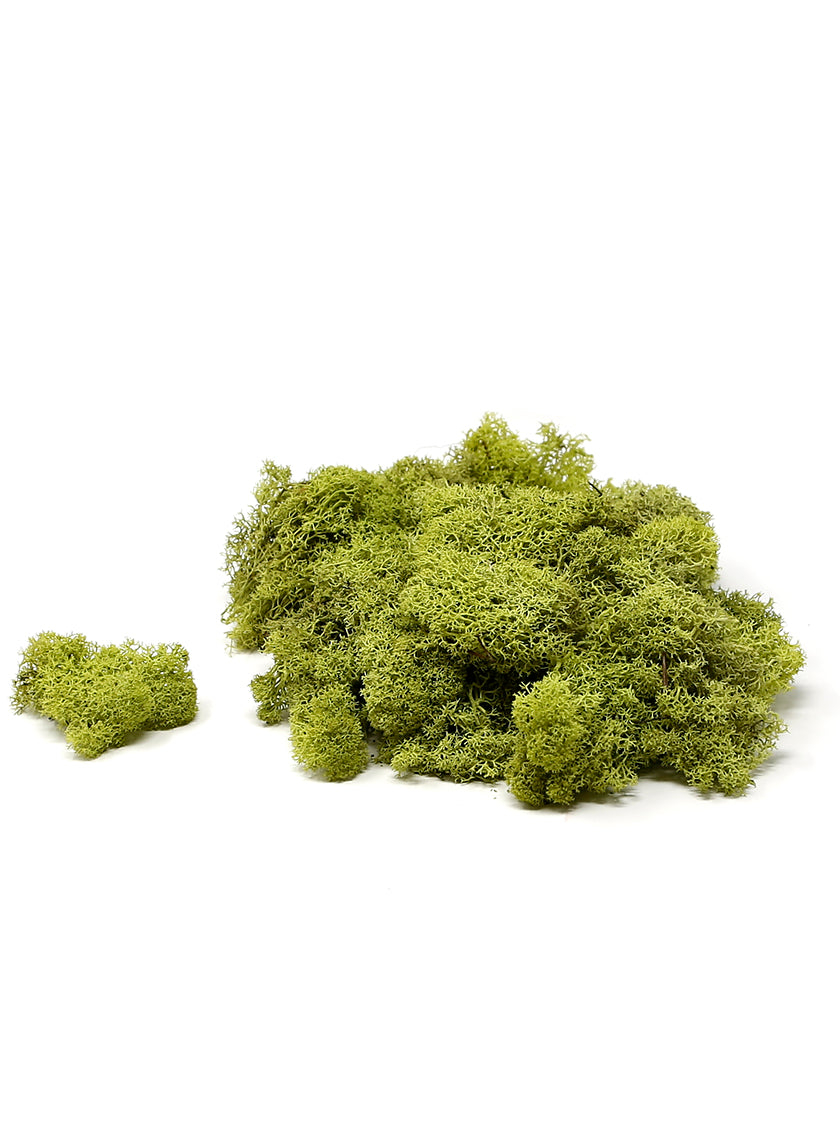 SuperMoss Chartreuse Reindeer Moss