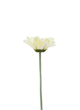 31in Large Cream Gerbera