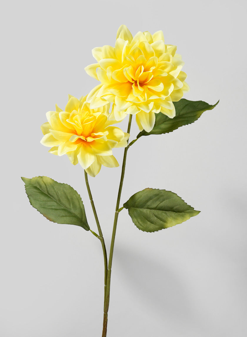 Double Yellow Dahlia Stem