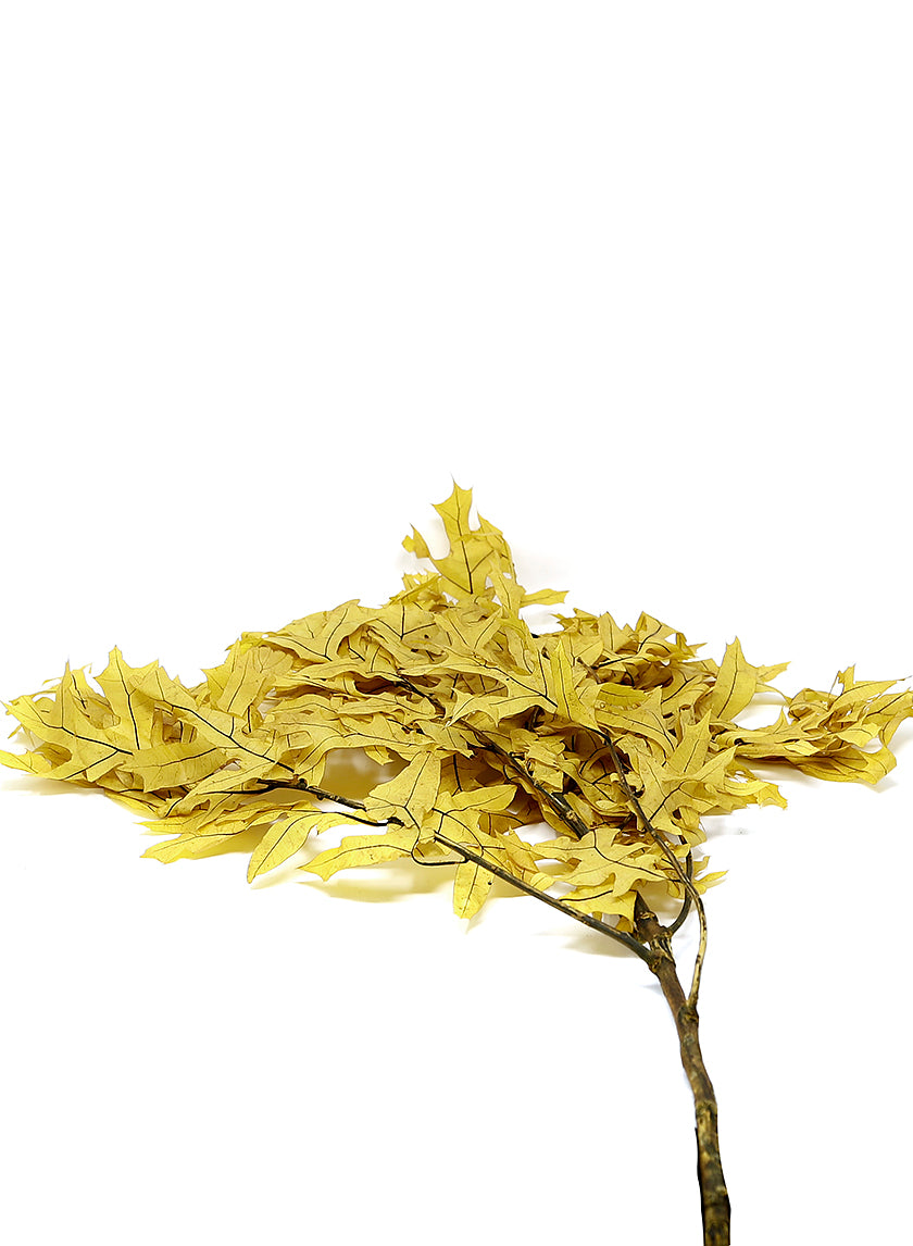 Transparent Yellow Oak Leaves