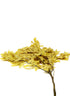 Transparent Yellow Oak Leaves