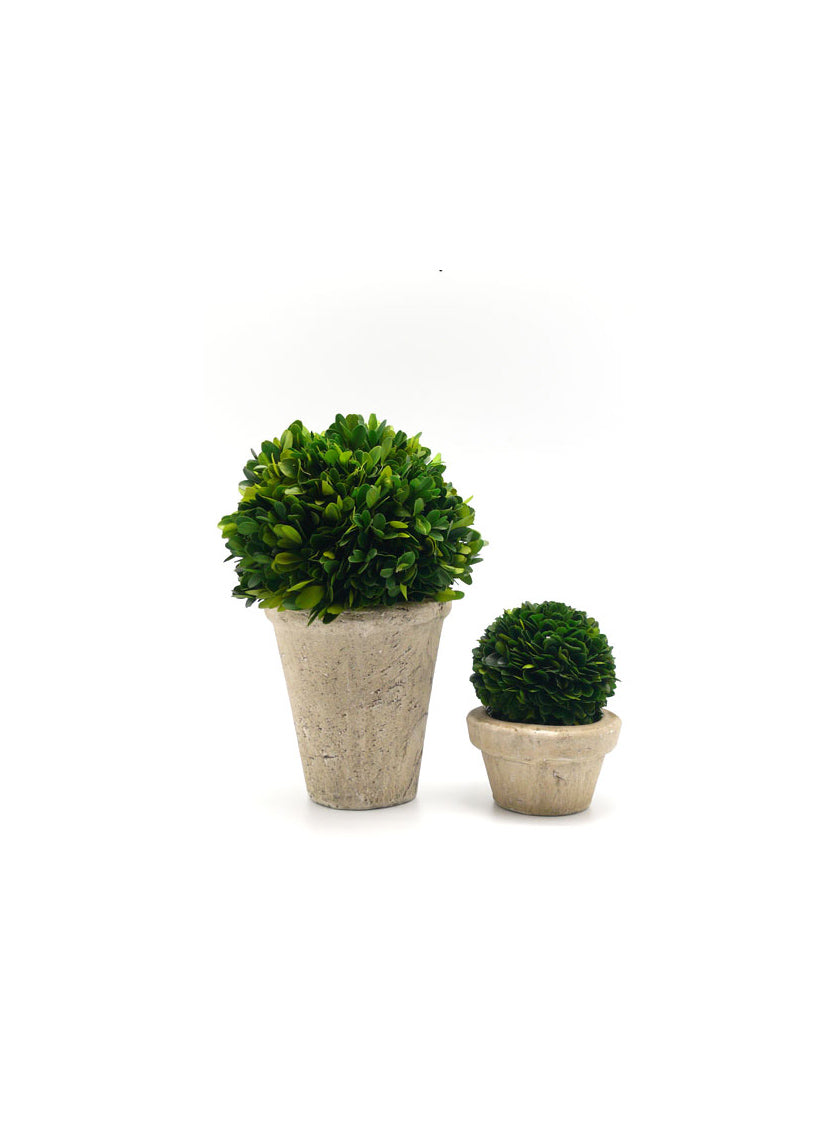 4in &amp; 7in Preserved Boxwood Ball In Pot