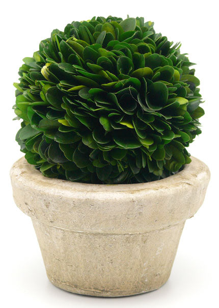 4in &amp; 7in Preserved Boxwood Ball In Pot