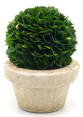 4in & 7in Preserved Boxwood Ball In Pot