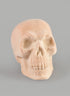 6in Flocked White Skull