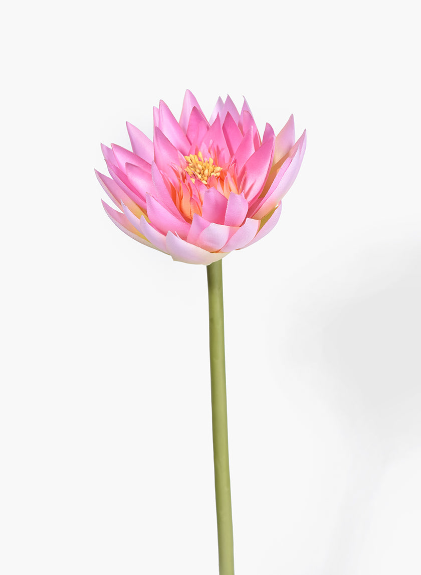 Pink Water Lily