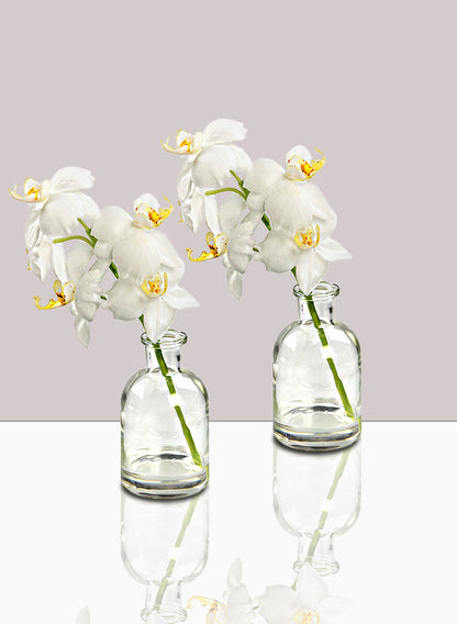 White Phalaenopsis Orchid in Medicine Bottle