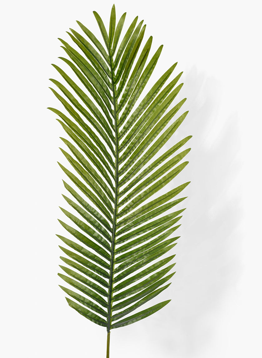 Areca Palm Leaf