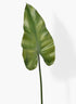 Calla Lily Leaf