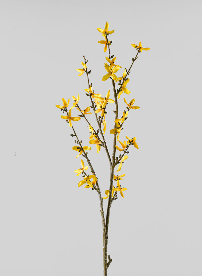 24in blooming Forsythia Branch