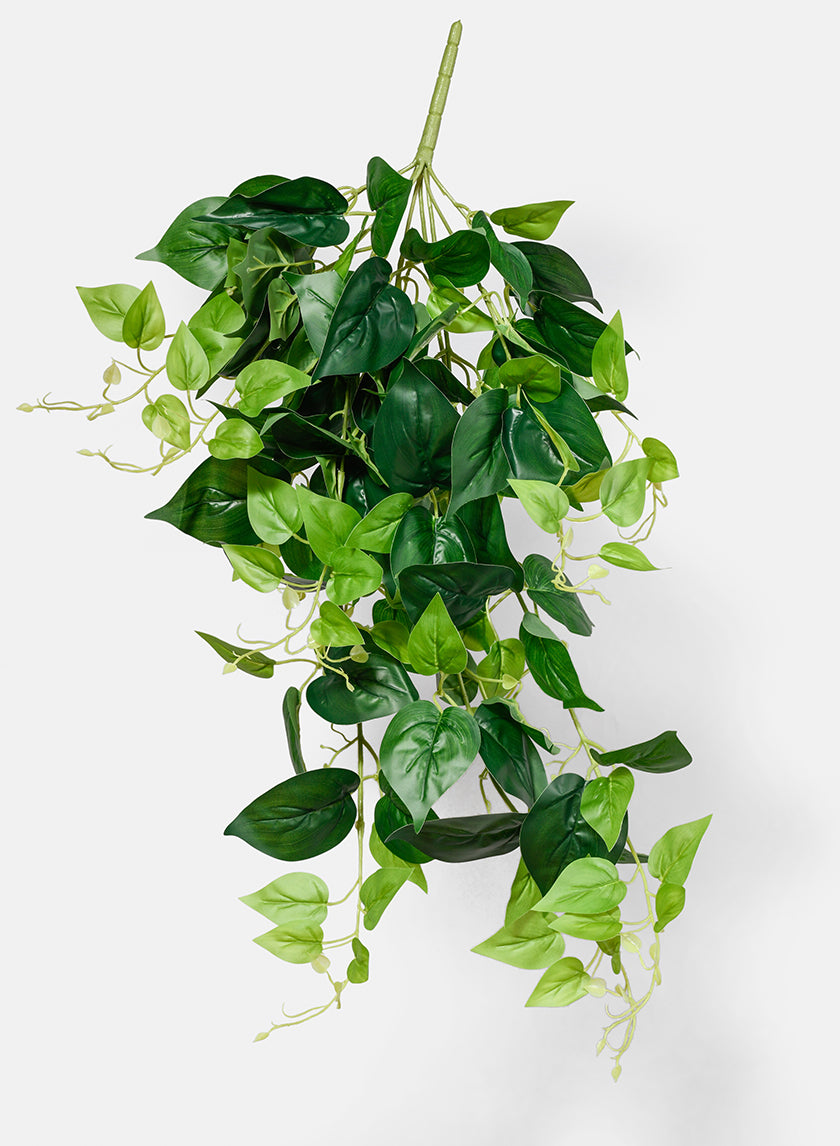 Fresh Green Jade Pothos Bush