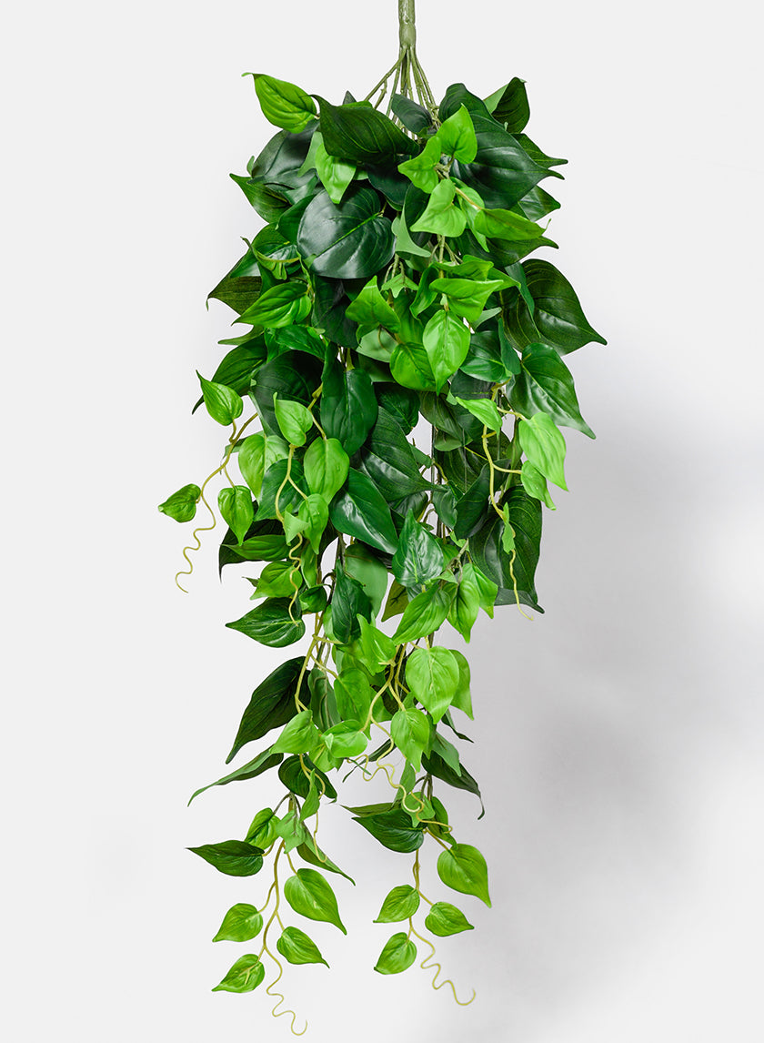 35in Jade Pothos Hanging Bush