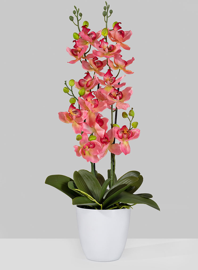 Pink Orchid In Pot