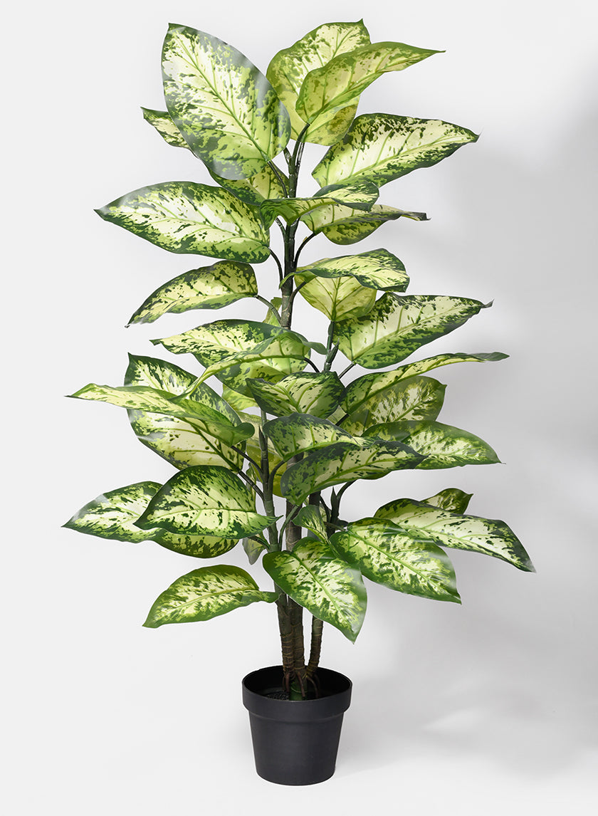 47in Splash Dieffenbachia Plant