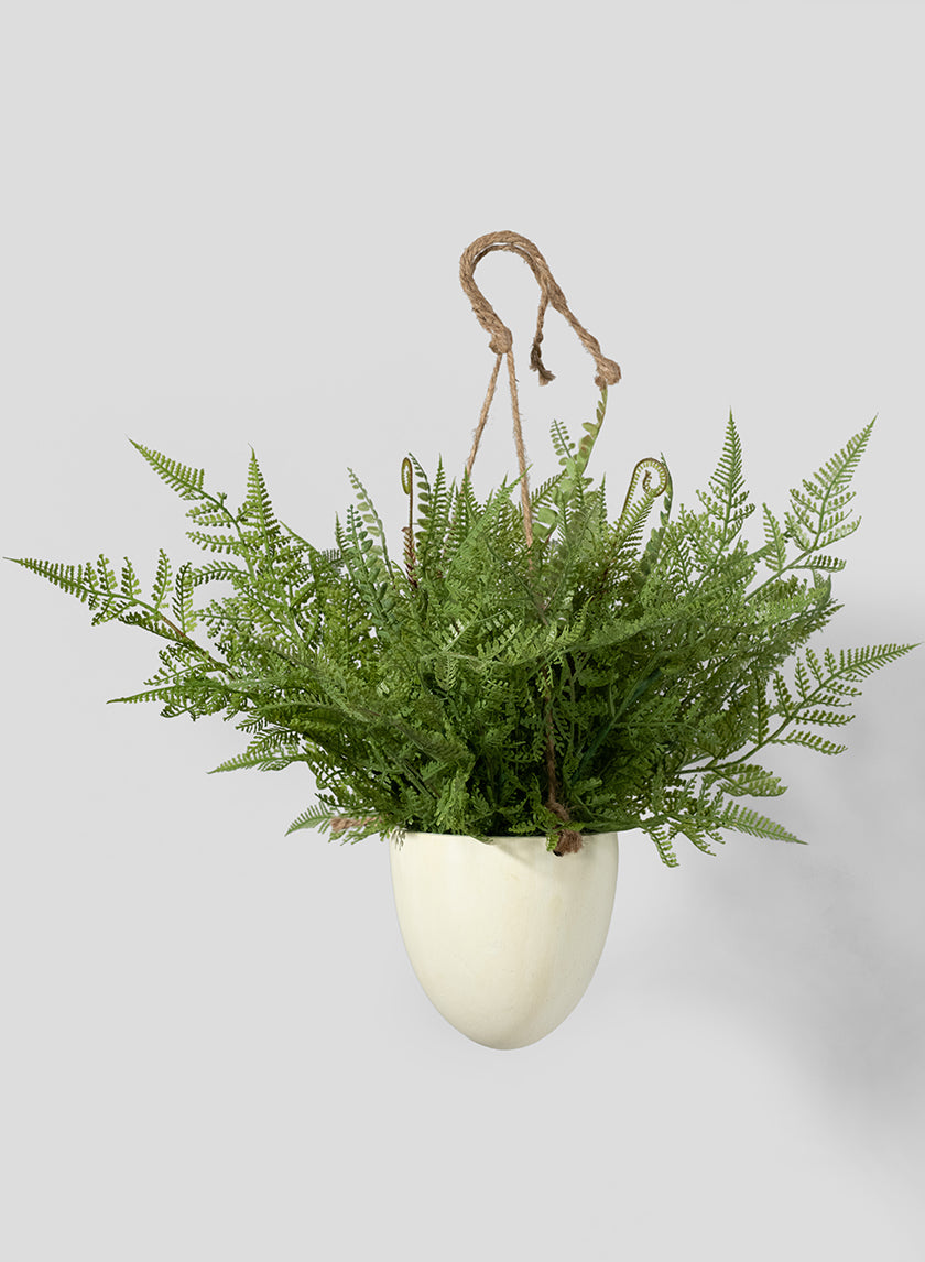 Large Boston Fern in Hanging Pot