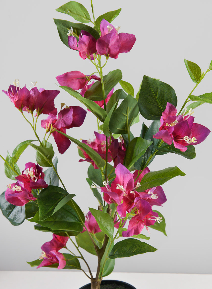 26in Long Potted Blooming Red Bougainvillea