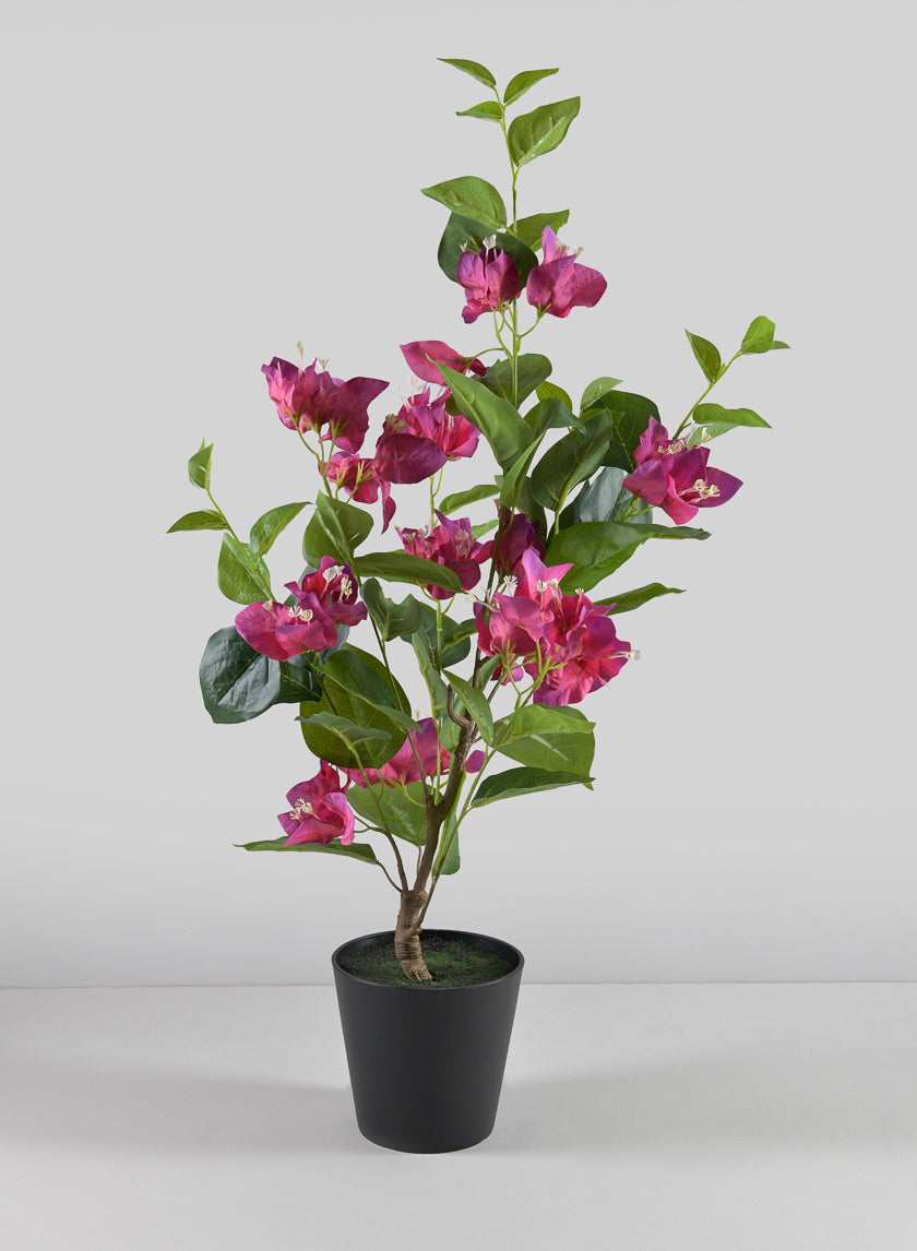 2ft Potted Blooming Red  Bougainvillea