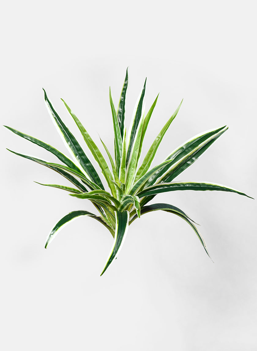 Spider Plant Pick