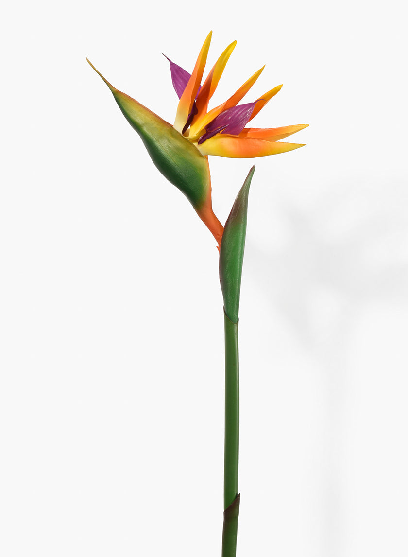 Orange Bird Of Paradise