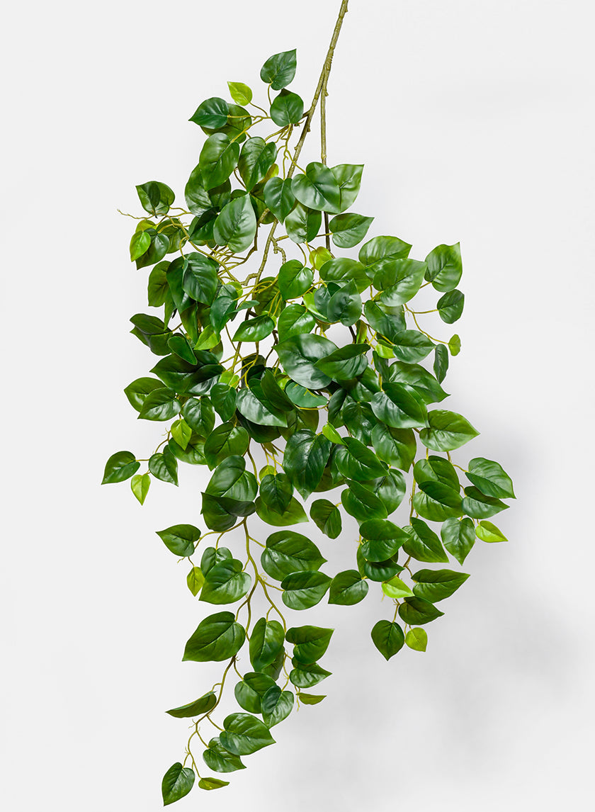 Jade Pothos Spray