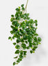 Jade Pothos Spray