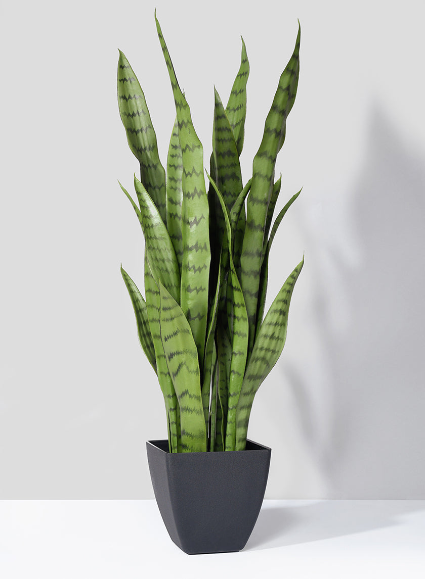 28in Sansevieria Trifasciata Snake Plant