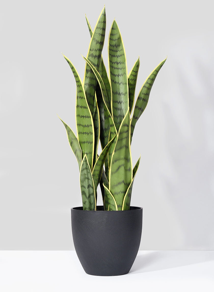 27in Sansevieria Trifasciata Snake Plant