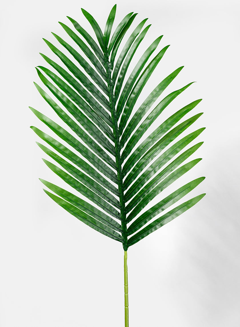 Areca Palm