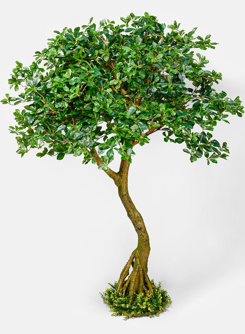 75in Schefflera Umbrella Tree Plant