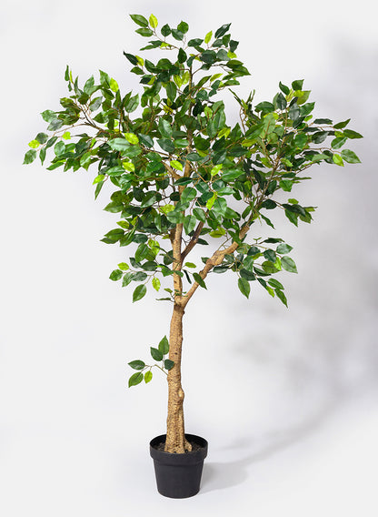 54in Mini Ficus Tree