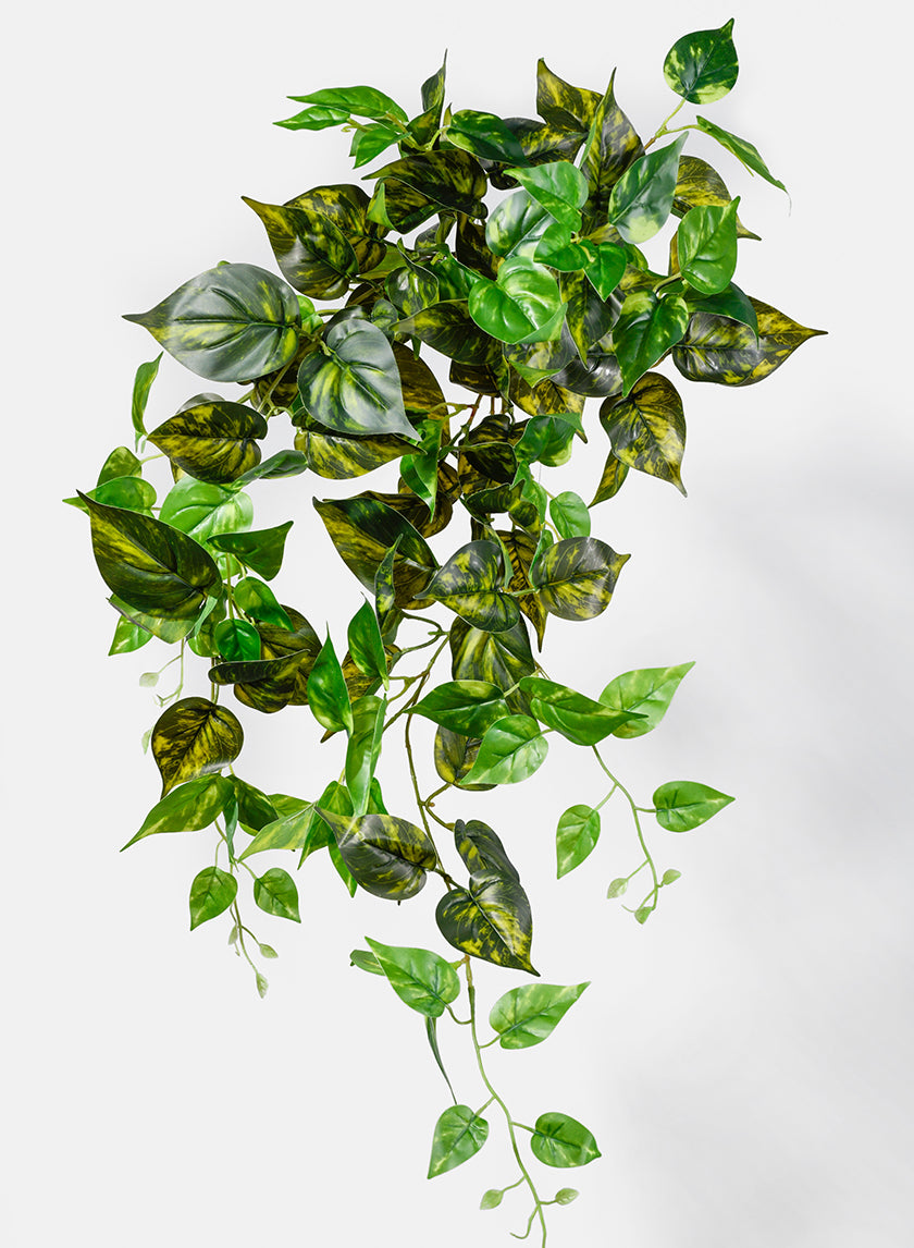 32in Marble Pothos Hanging Bush