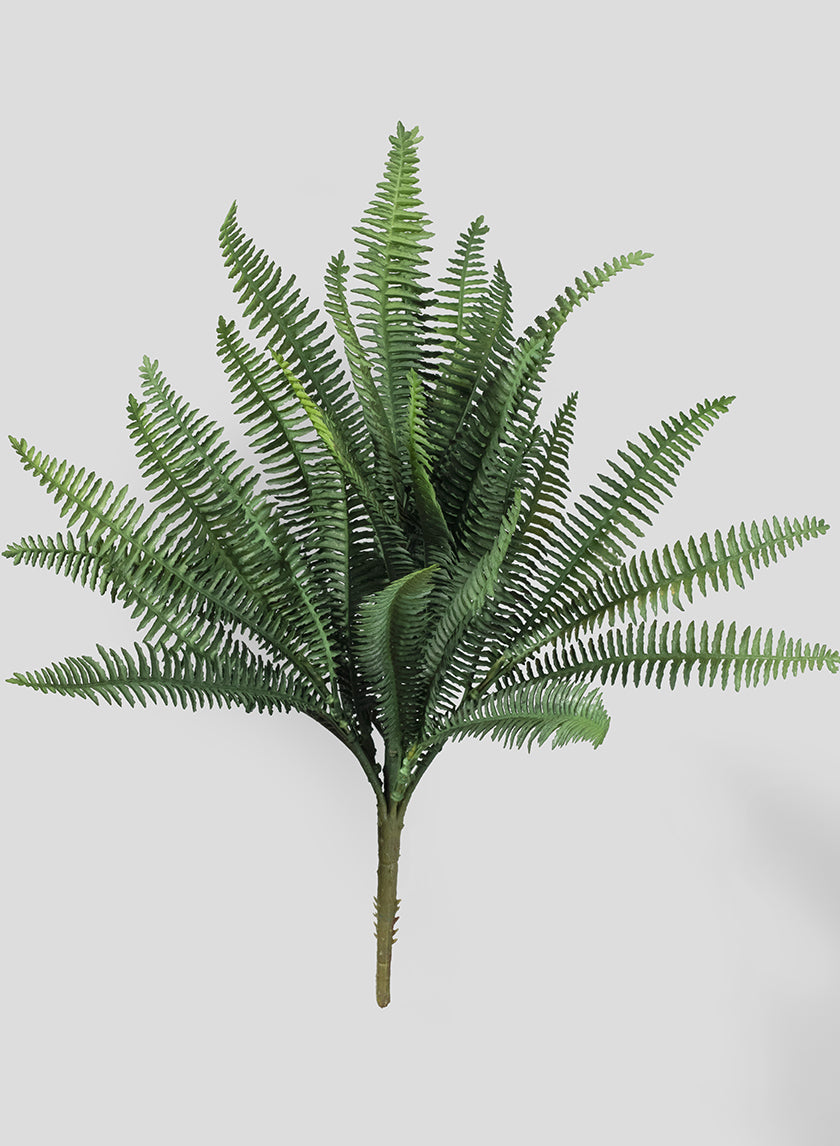 Dark Green Fern Bush