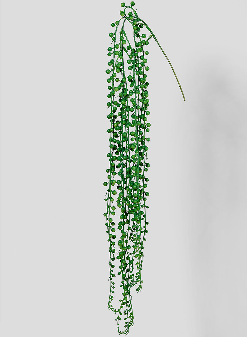 String Of pearls Pick Senecio