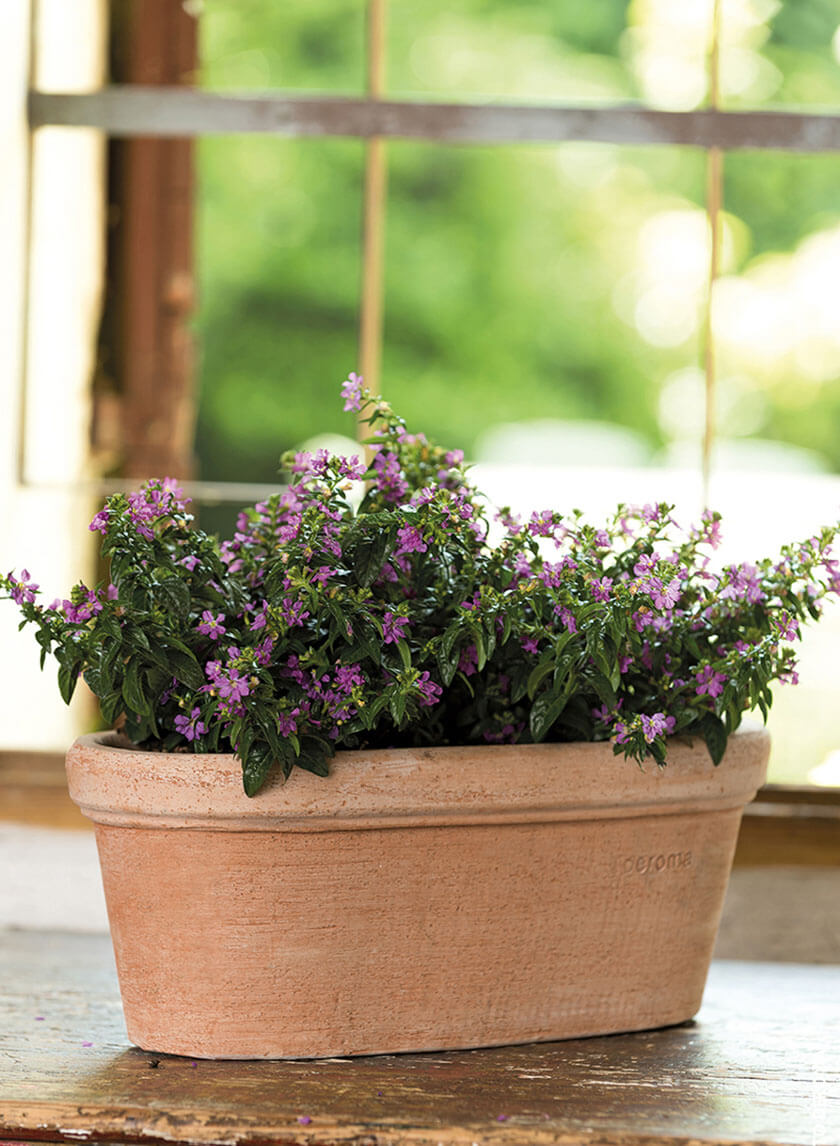 13  1/2in Etrusco Terracotta Oval Window Box