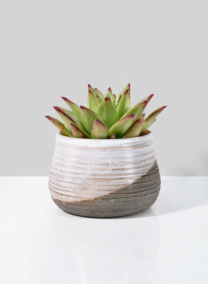 4  1/2in Breve Ceramic Planter