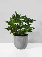 5in Gojimara Cement Planter