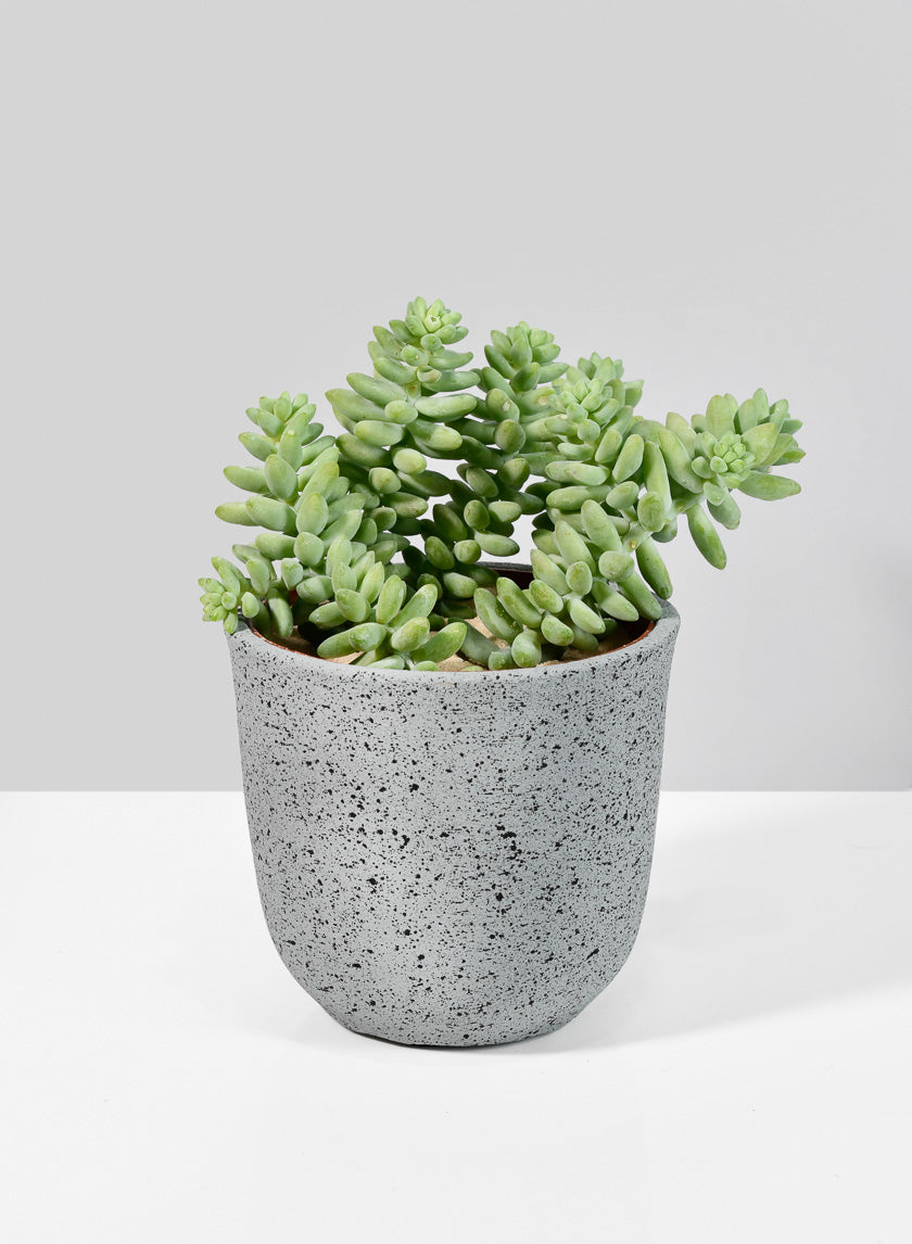 4in Gojimara Cement Planter