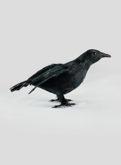 Flying Black Crow