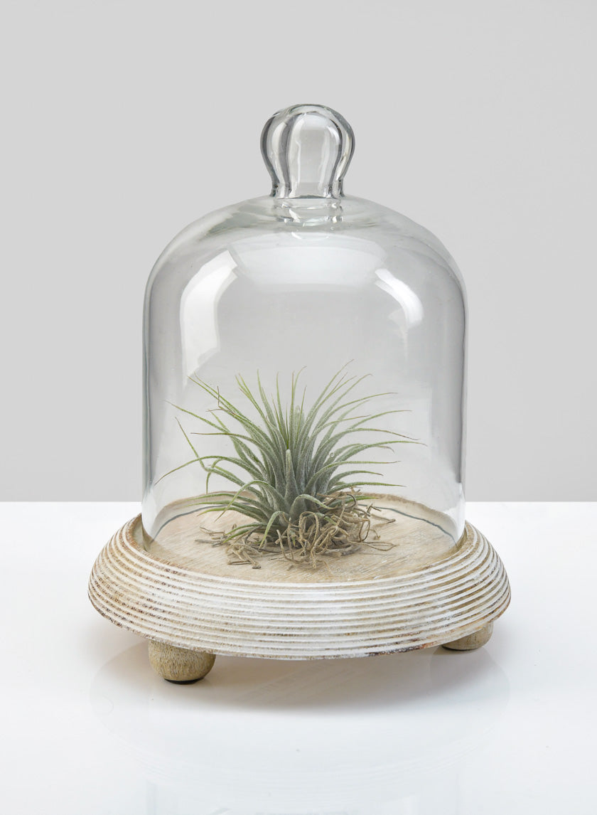 6 x 7in La Boheme Glass Cloche with Wood Base