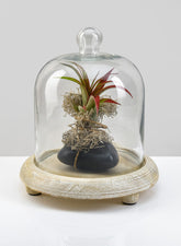 8 x 8in La Boheme Glass Cloche with Wood Base