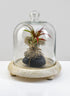 8 x 8in La Boheme Glass Cloche with Wood Base