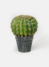 7in Barrel Cactus