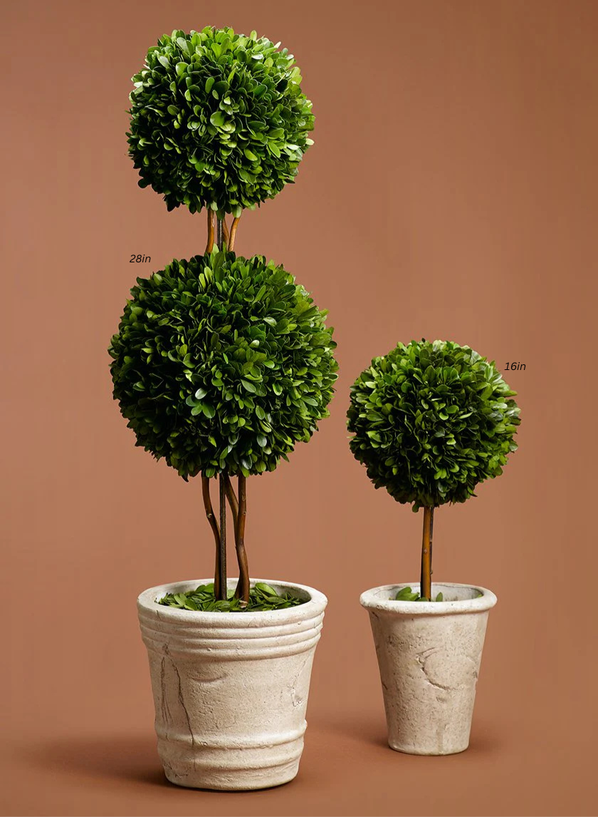 Boxwood Ball Topiaries