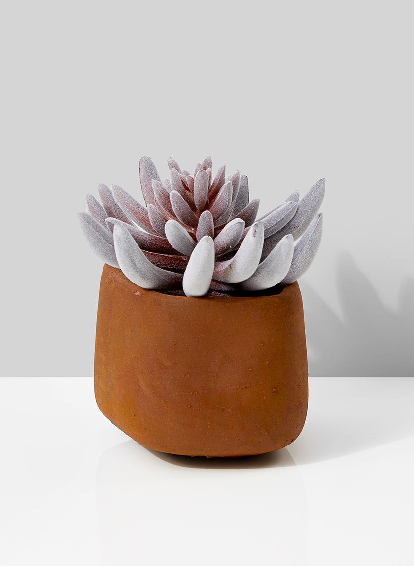 Red Mini Senecio Succulent In Rust Cement Pot